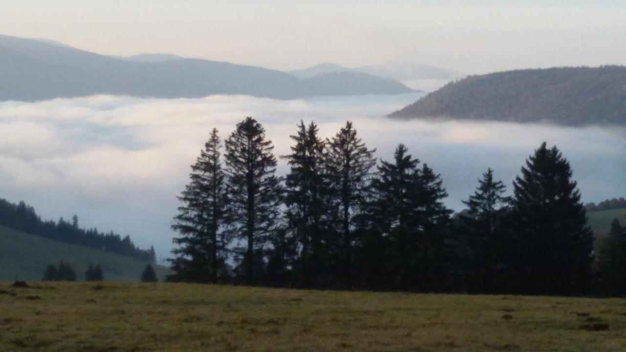 Schoene Aussicht Todtnau